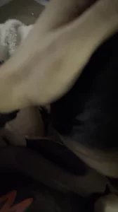 广州小狗完美的口交舔舐